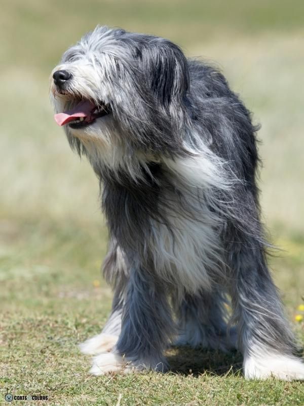 Wirehair Furnishings Bearded Dog Coat examples bearded herding dog