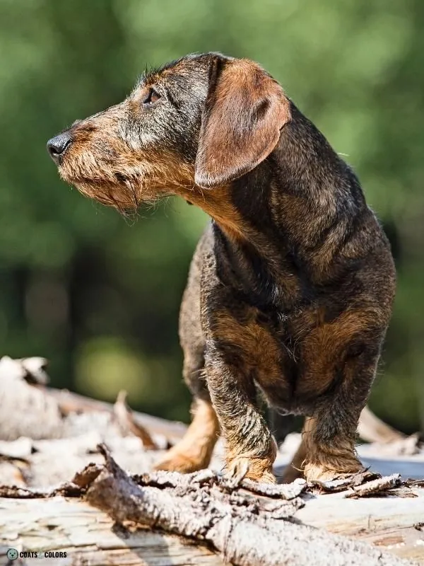 Wirehair Furnishings Bearded Dog Coat examples dachshund wirehaired