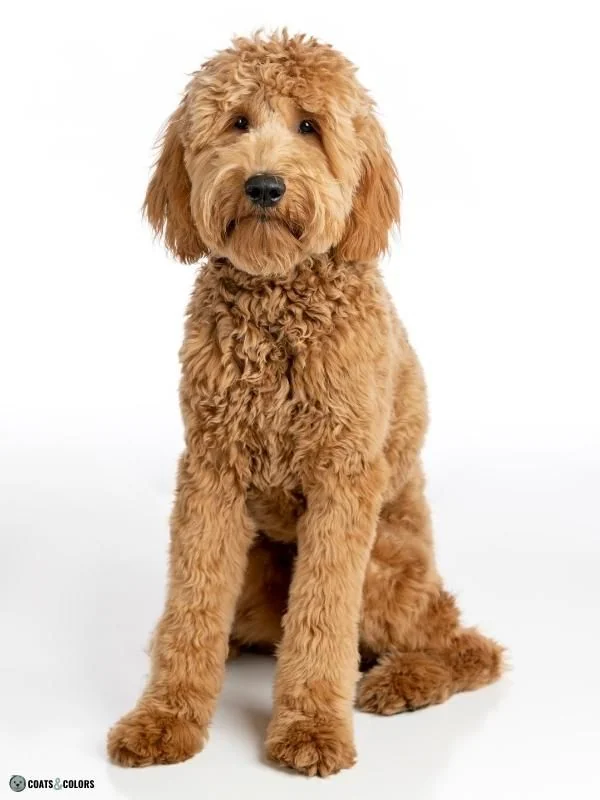 Wirehair Furnishings Bearded Dog Coat examples goldendoodle