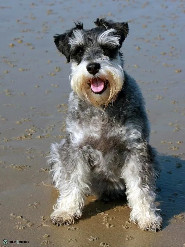 Wirehair Furnishings Bearded Dog Coat examples schnauzer
