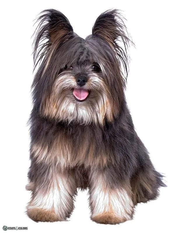 Wirehair Furnishings Bearded Dog Coat examples toy dog