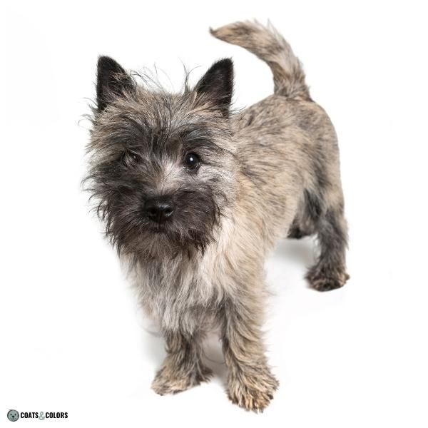 Wiry coated dog outlet breeds