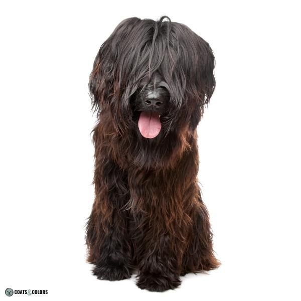 Wirehair Furnishings Bearded Dog Coat long coated furnishings Briard