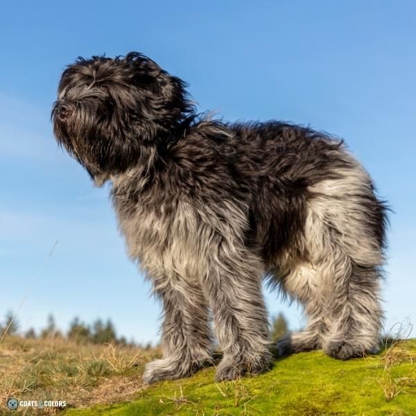 Wirehair Furnishings Bearded Dog Coat long coated furnishings Dutch Sheepdog
