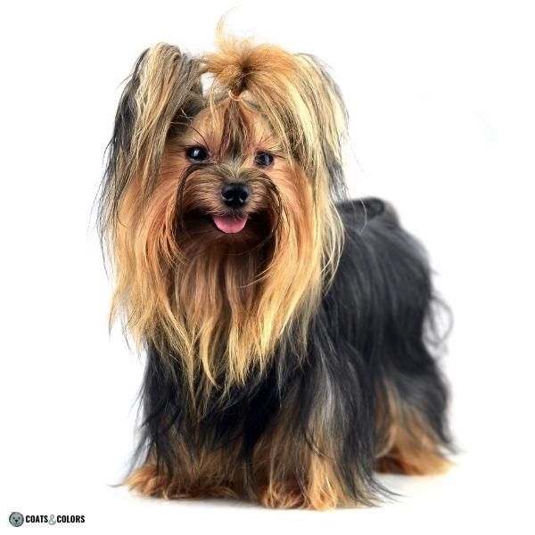 Wirehair Furnishings Bearded Dog Coat long coated furnishings Yorkie