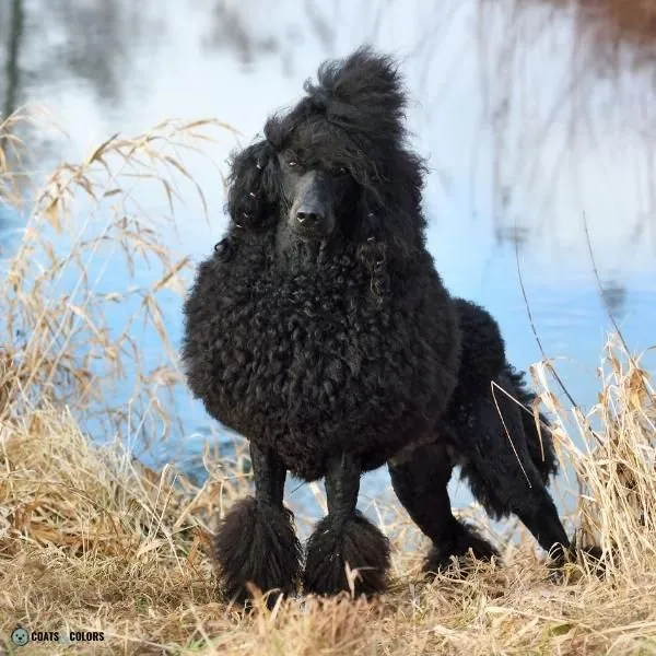 Wirehair Furnishings Bearded Dog Coat long curly bearded lagotto Poodle