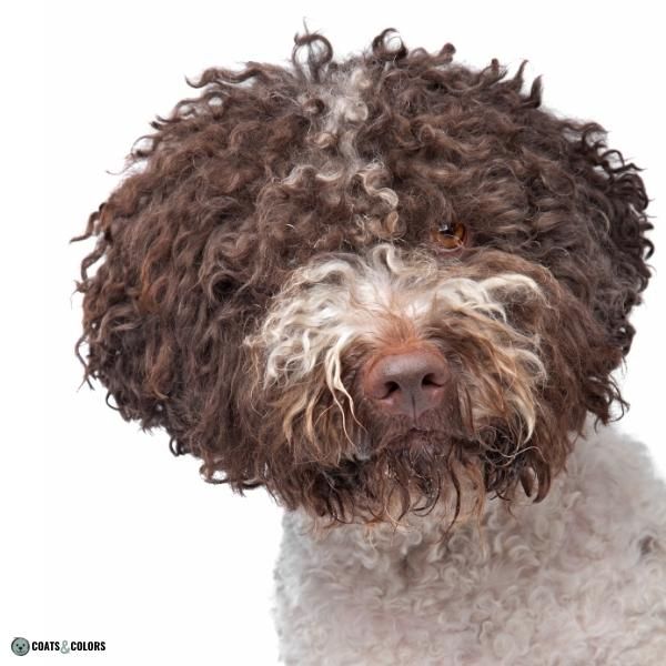 Wirehair Furnishings Bearded Dog Coat long curly bearded lagotto Romagnolo