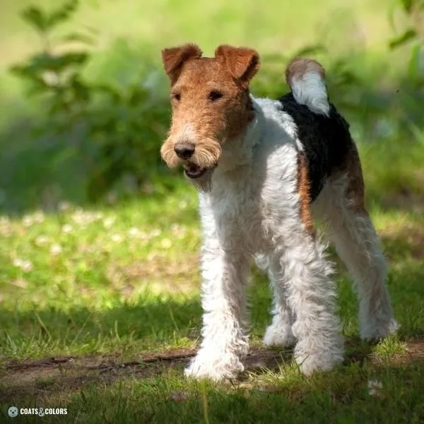Wirehair Furnishings Bearded Dog Coat wire curly Fox Terrier