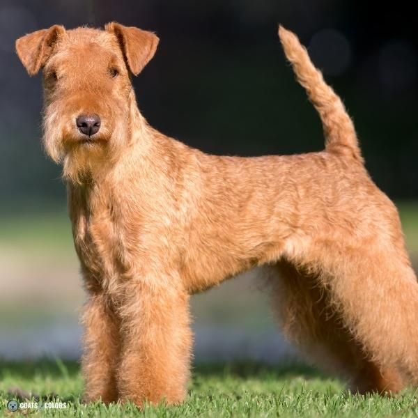 Wirehair Furnishings Bearded Dog Coat wire curly Lakeland Terrier