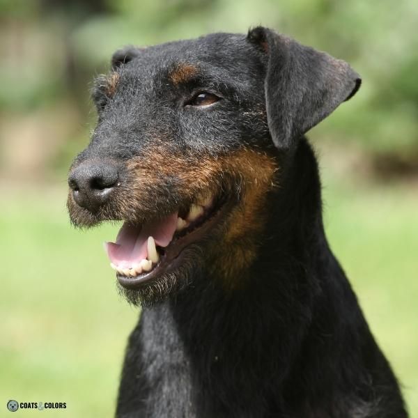 Wirehair Furnishings Bearded Dog Coat wirehair German Hunting Terrier