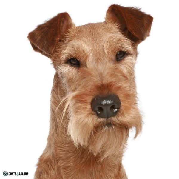 Wirehair Furnishings Bearded Dog Coat wirehair Irish Terrier