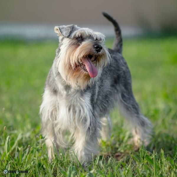 Wirehair Furnishings Bearded Dog Coat wirehair Miniature Schnauzer