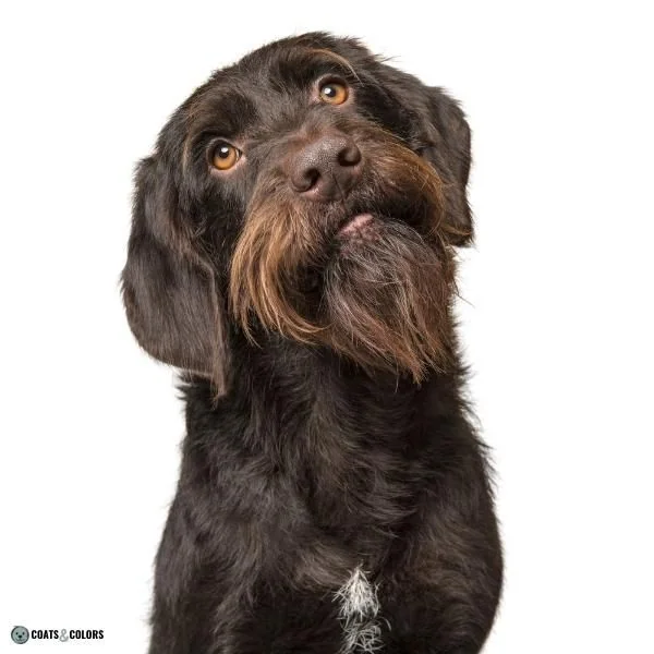 Wirehair Furnishings Bearded Dog Coat wirehaired Cesky Fousek