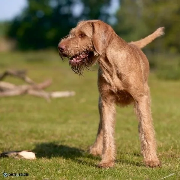 Wirehair Furnishings Bearded Dog Coat wirehaired Vizsla