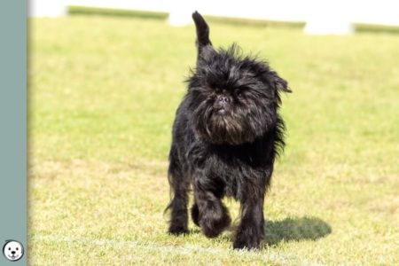 Affenpinscher Coat Colors | Coats and Colors