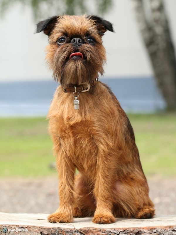 Affenpinscher white deals