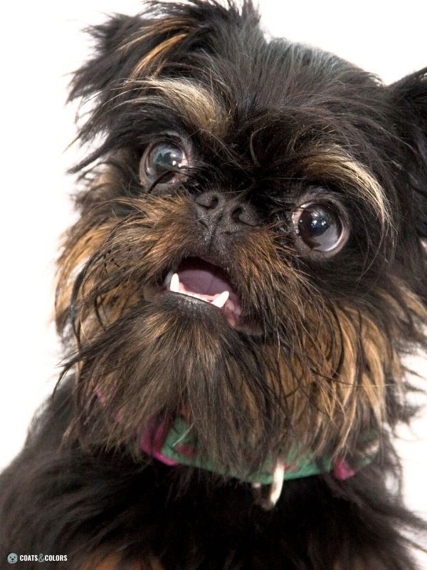 Affenpinscher Coat Colors black and tan