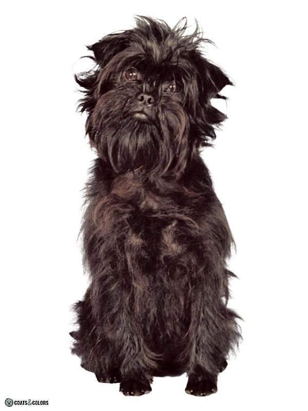 Affenpinscher Coat Colors black with red overcast