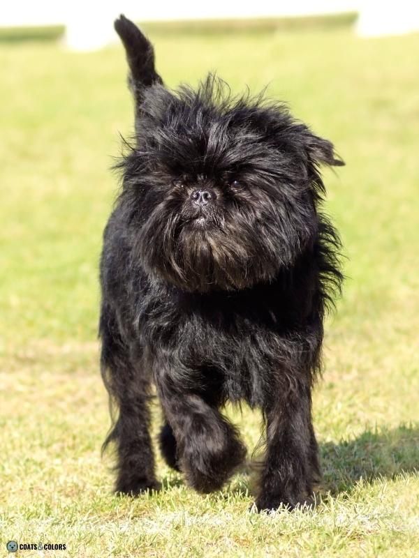 Affenpinscher Coat Colors Coats and Colors