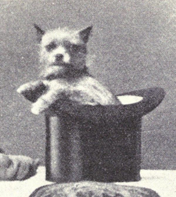 Affenpinscher Coat Colors breed history 1915