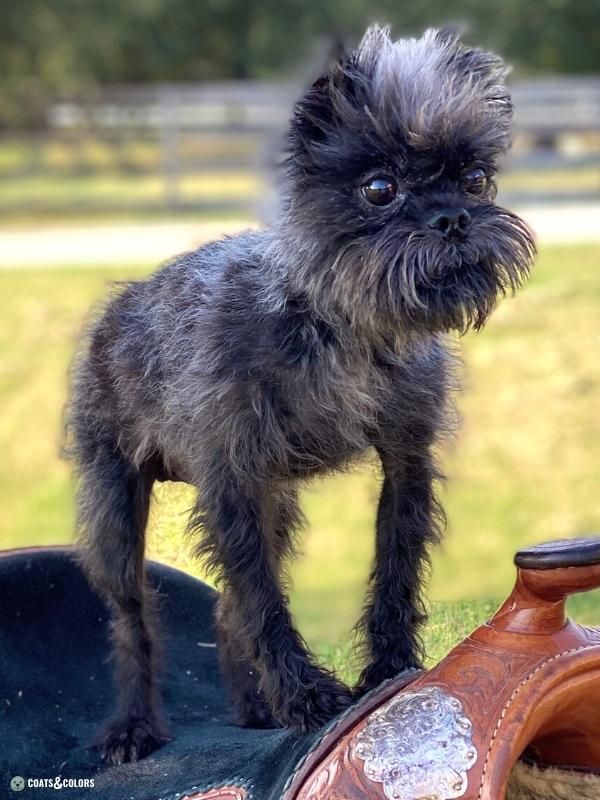 Affenpinscher Coat Colors grey