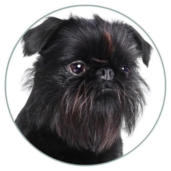 Black affenpinscher hot sale