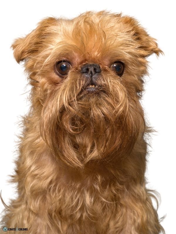 Affenpinscher wire haired dog breeds sale