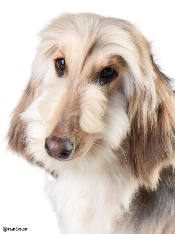 Afghan Hound Coat Colors Monkey Whiskers
