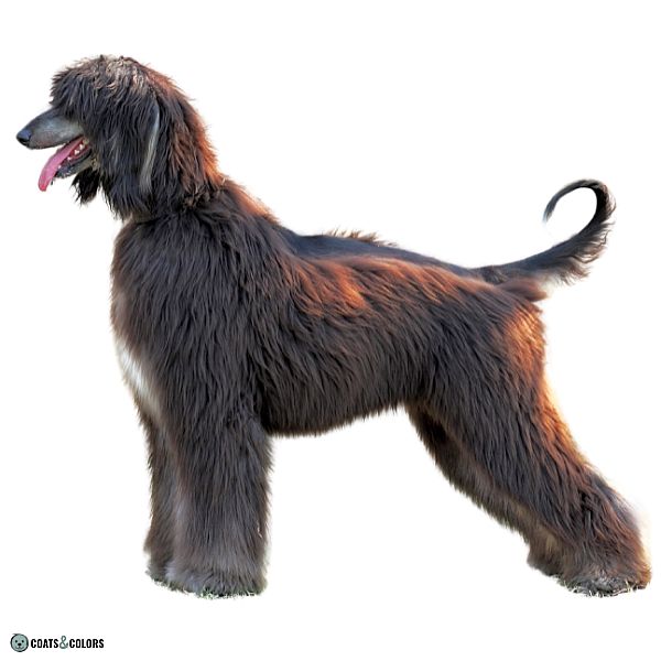 Afghan Hound Coat Colors adult coat patterned