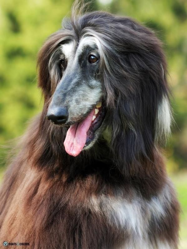 Afghan Hound Coat Colors black and silver