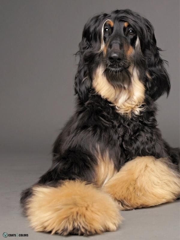 Afghan Hound Coat Colors black and tan 2