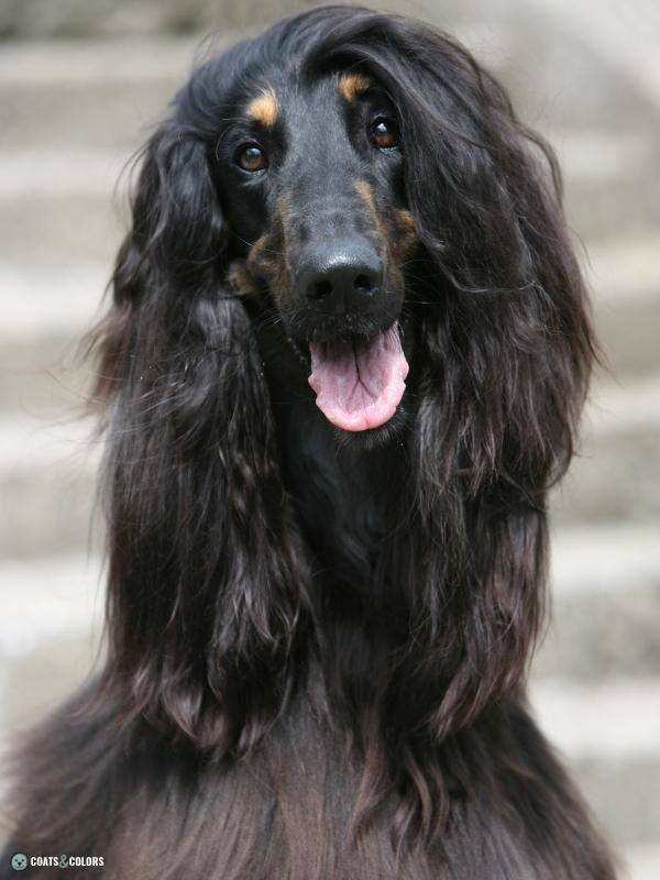 Afghan Hound Coat Colors black and tan with mask