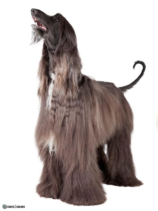 Afghan Hound Coat Colors black with some white standing