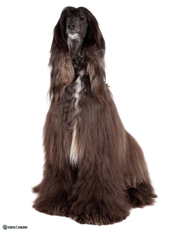Afghan Hound Coat Colors black with some white