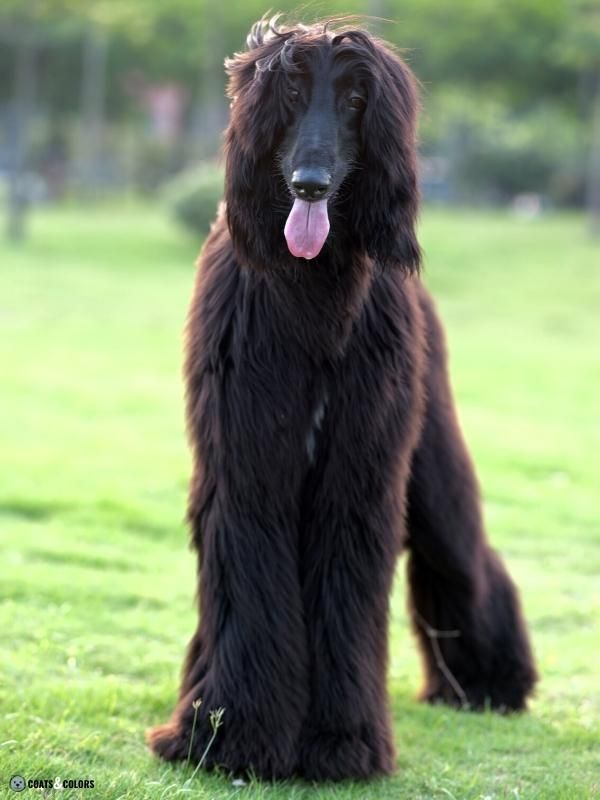 Afghan Hound Coat Colors black