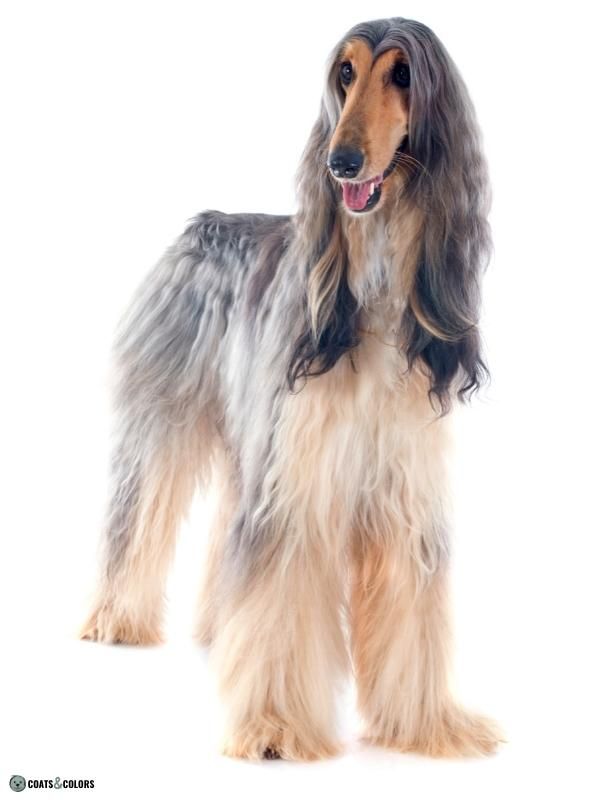 Afghan Hound Coat Colors blue and cream 2