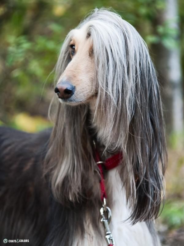 Afghan Hound Coat Colors blue and cream