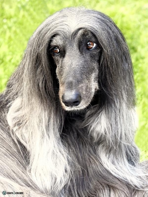 Afghan Hound Coat Colors blue domino