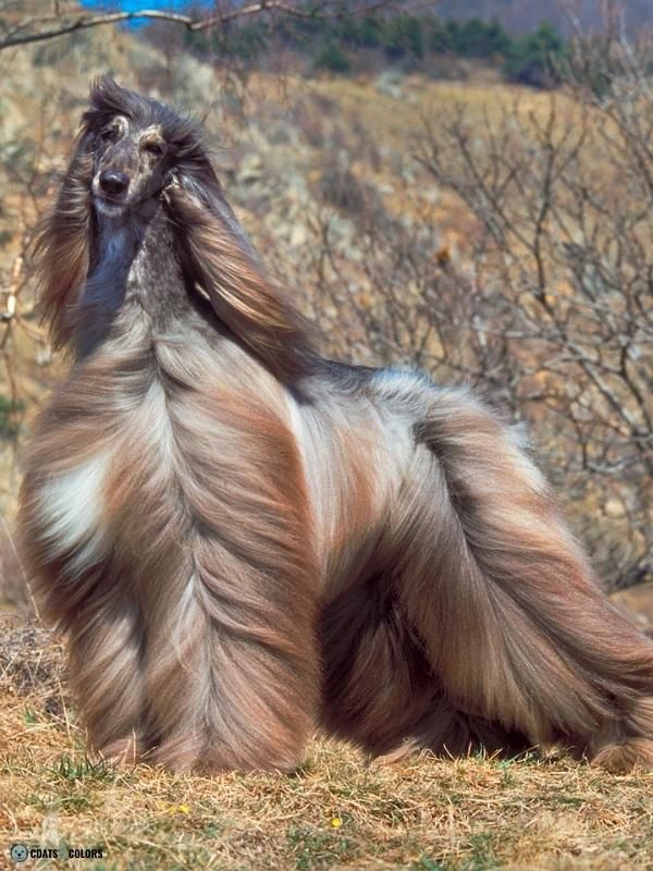 Afghan Hound Coat Colors brindle