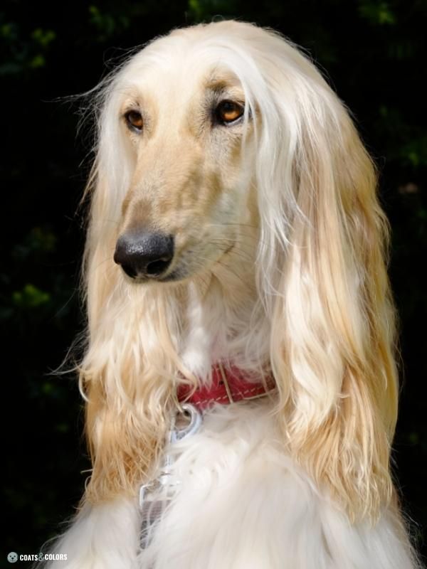 Afghan Hound Coat Colors clear sable