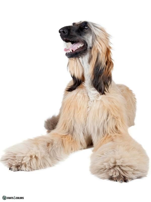 Afghan Hound Coat Colors coat type