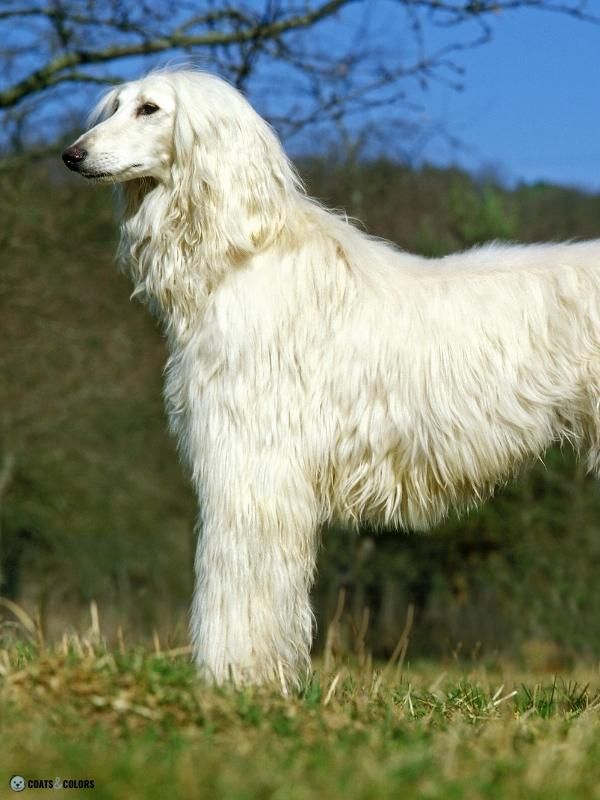 Afghan Hound Coat Colors cream