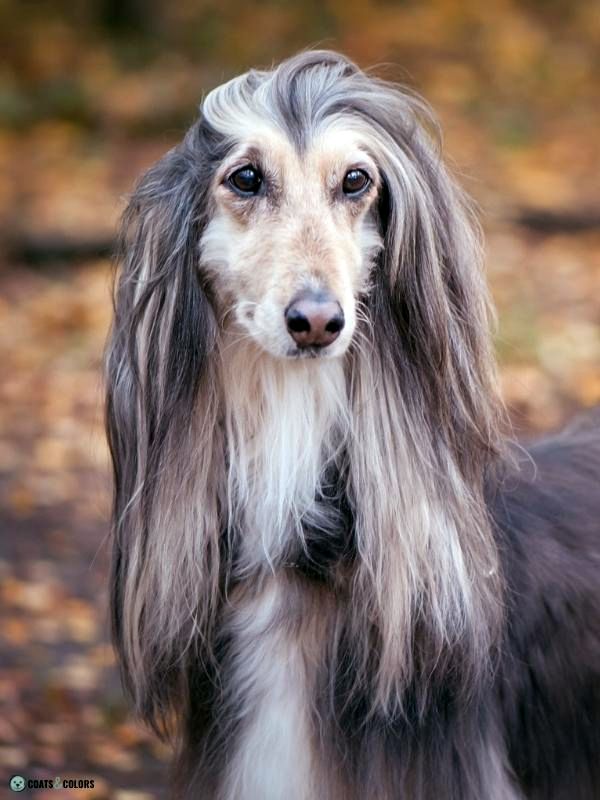 Afghan Hound Coat Colors domino nose stripe 2