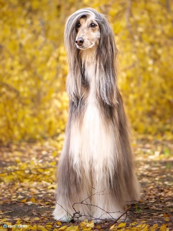 Afghan Hound Coat Colors domino nose stripe