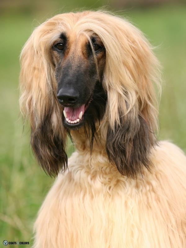 Afghan Hound Coat Colors gold with mask 2