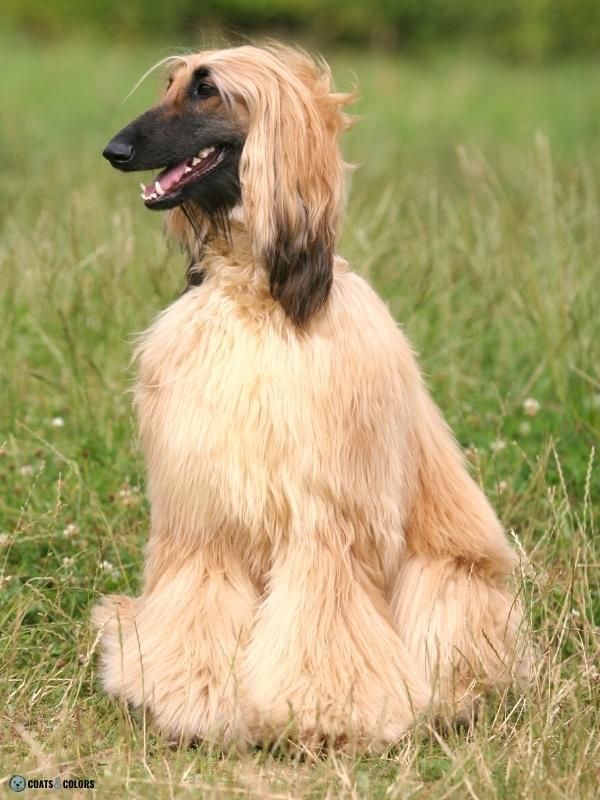 Afghan Hound Coat Colors gold with mask