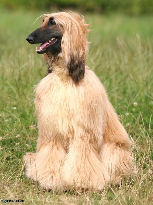 Cream Afghan Hound Puppies