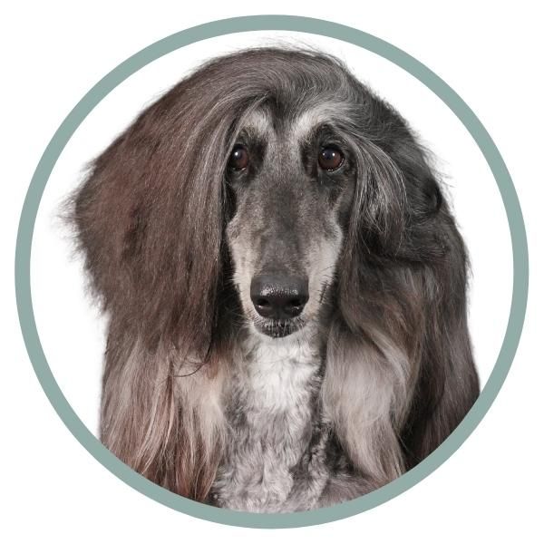 Afghan Hound Coat Colors nose color black 2