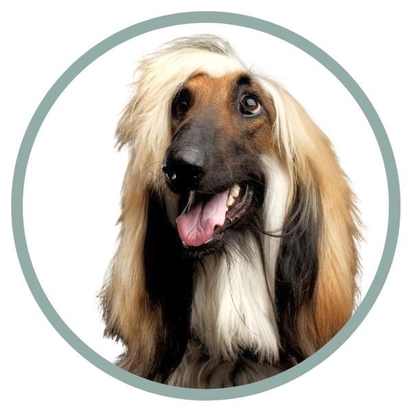 Afghan Hound Coat Colors nose color black