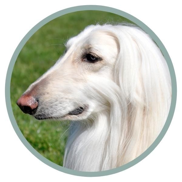 Afghan Hound Coat Colors nose color faded